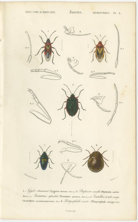 Antique Hemipteres Pair, Shield Bugs & Water Bugs, French Natural History, 1800, view 2