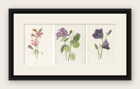 Set of Three Botany Prints Catchfly, Lunaria Annua, Bellflower, shown framed