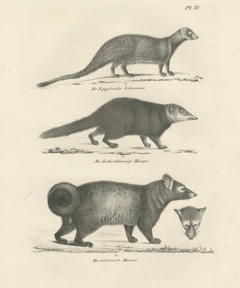 19th-Century Lithograph of Egyptian Mongoose, Dark Mongoose, and Ringtail Marten, close-up 7