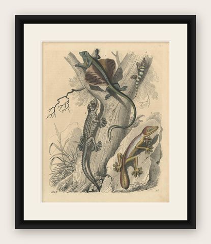 Antique Animal Print of various Amphibians by C. Hoffmann, 1847, shown framed