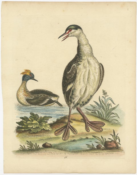 Antique Bird Print of two Grebes, view 2