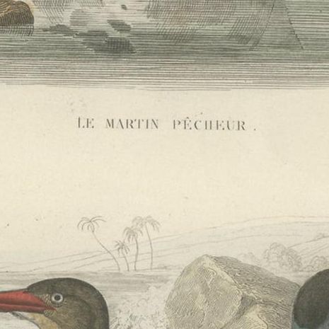 Antique Bird Print Depicting Three Species of Kingfisher, circa 1850, close-up 2