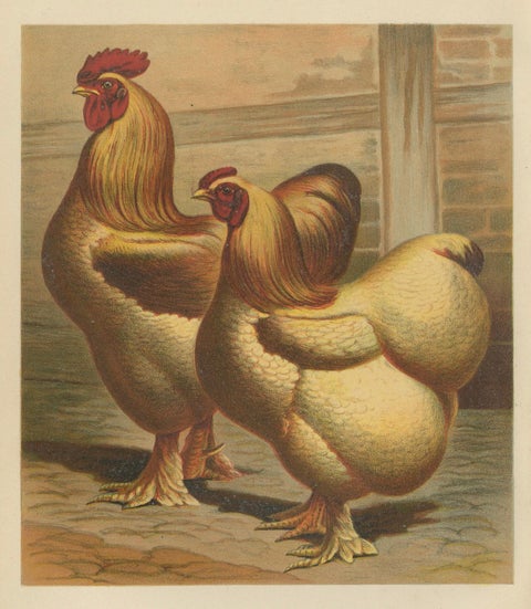 The Majestic Golden Cochinchina: A Rare 19th-Century Poultry Lithograph, close-up 3