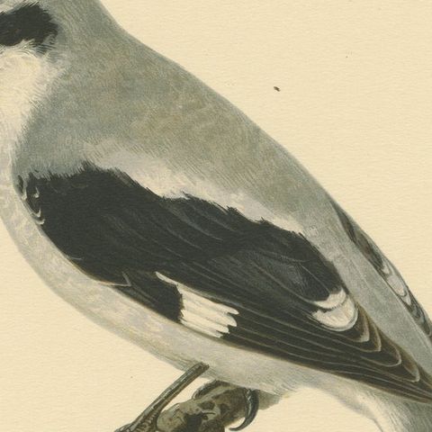 Silent Sentinel: Vintage Bird Print of The Great Grey Shrike by Von Wright, 1927, close-up 4