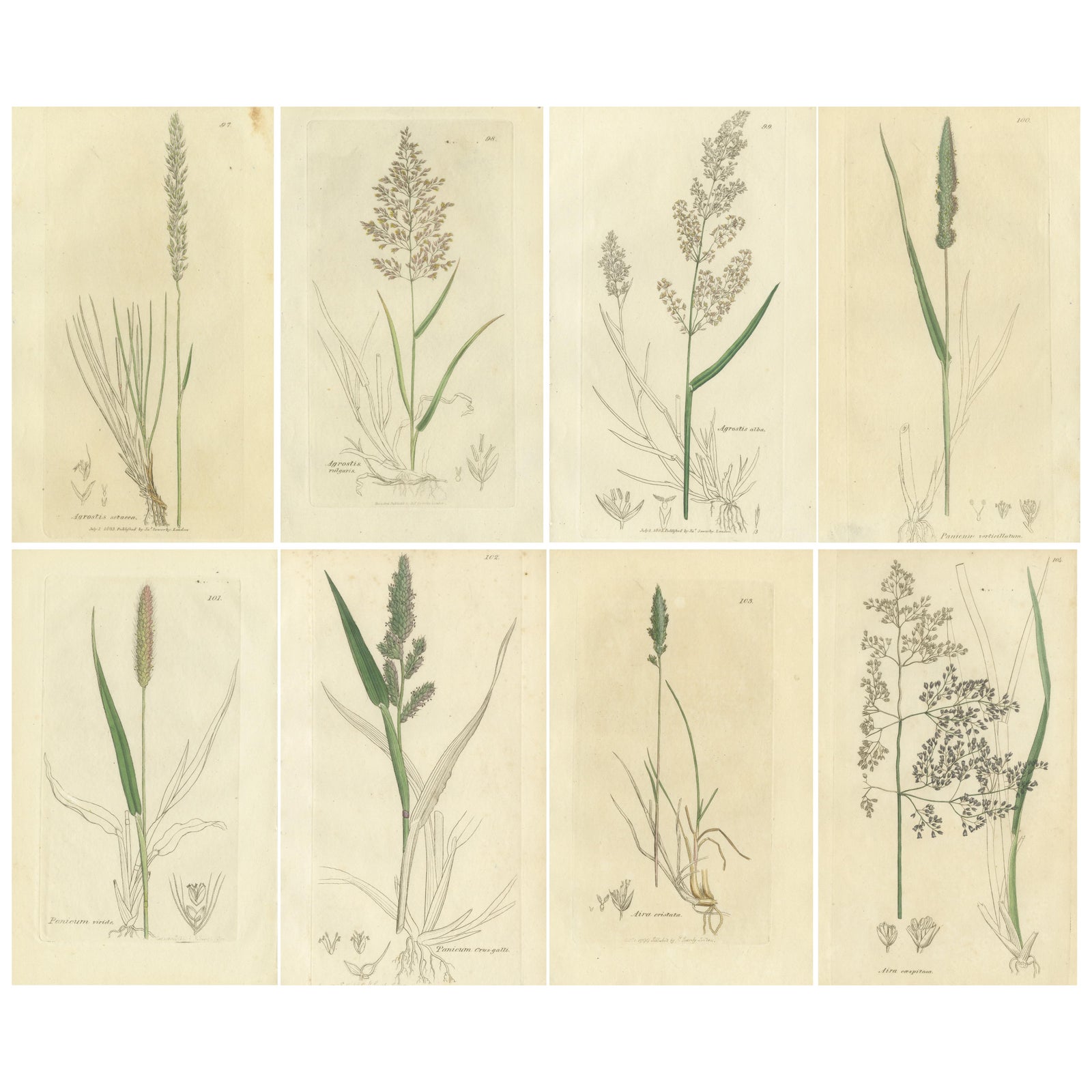Eight Antique Botanical Engravings of Agrostis, Panicum & Setaria Grasses, 1830