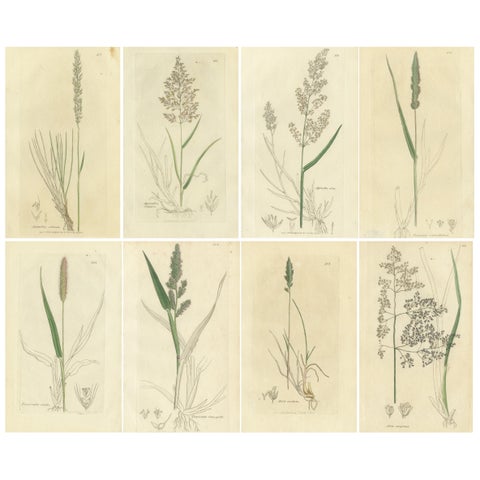 Eight Antique Botanical Engravings of Agrostis, Panicum & Setaria Grasses, 1830