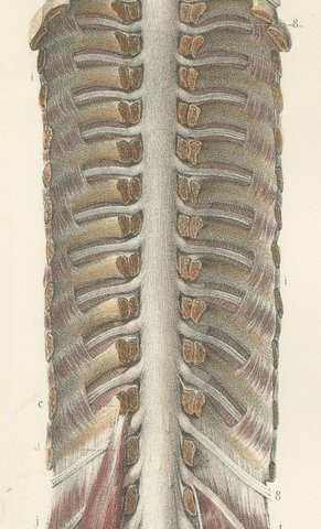 Brain and Spinal Cord in Situ, Hirschfeld Double Folding Plate, 1866, view 4