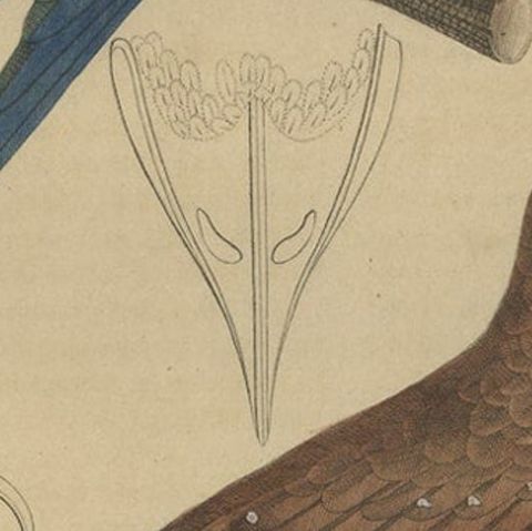 Original Hand-Colored Bird Print of an Oilbird and a Crested Swift, 1845, close-up 3
