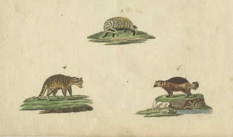 Antique Handcolored Engraving of Carnivorous Mammals, c.1800, close-up 1