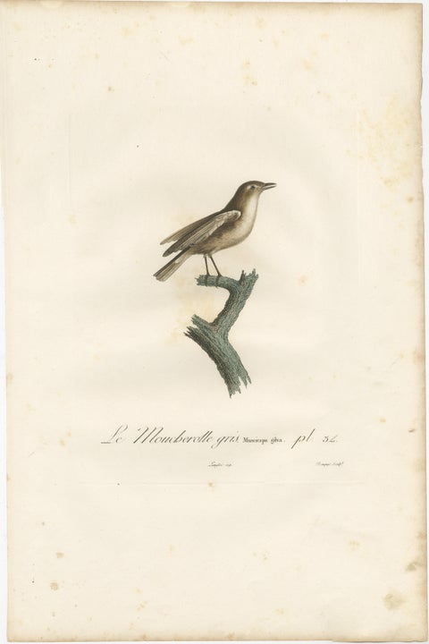 1807 Gray Flycatcher Print - 'Le Moucherolle gris' Handcolored Bird Illustration, view 2