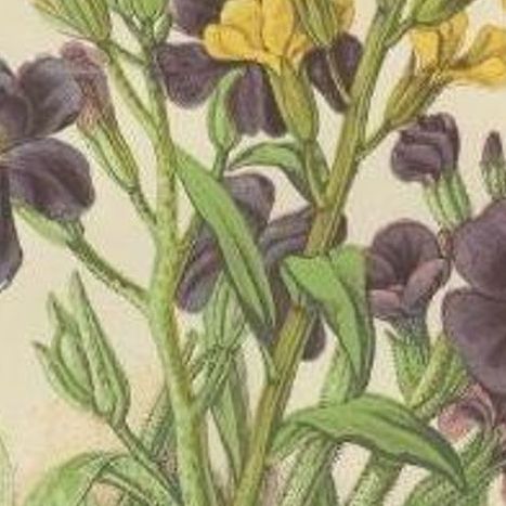 Decorative Antique Botany Print of the Wallflower, c.1860, close-up 1