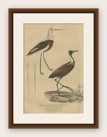 Old Hand-Colored Bird Print a Banded Stilt and a Madagascar Jacana, shown framed