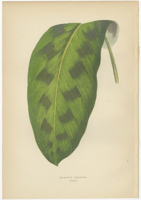 Set of 6 Botany Prints - Gesnera Cinnabarina - Dracaena Perrea (1891), view 5