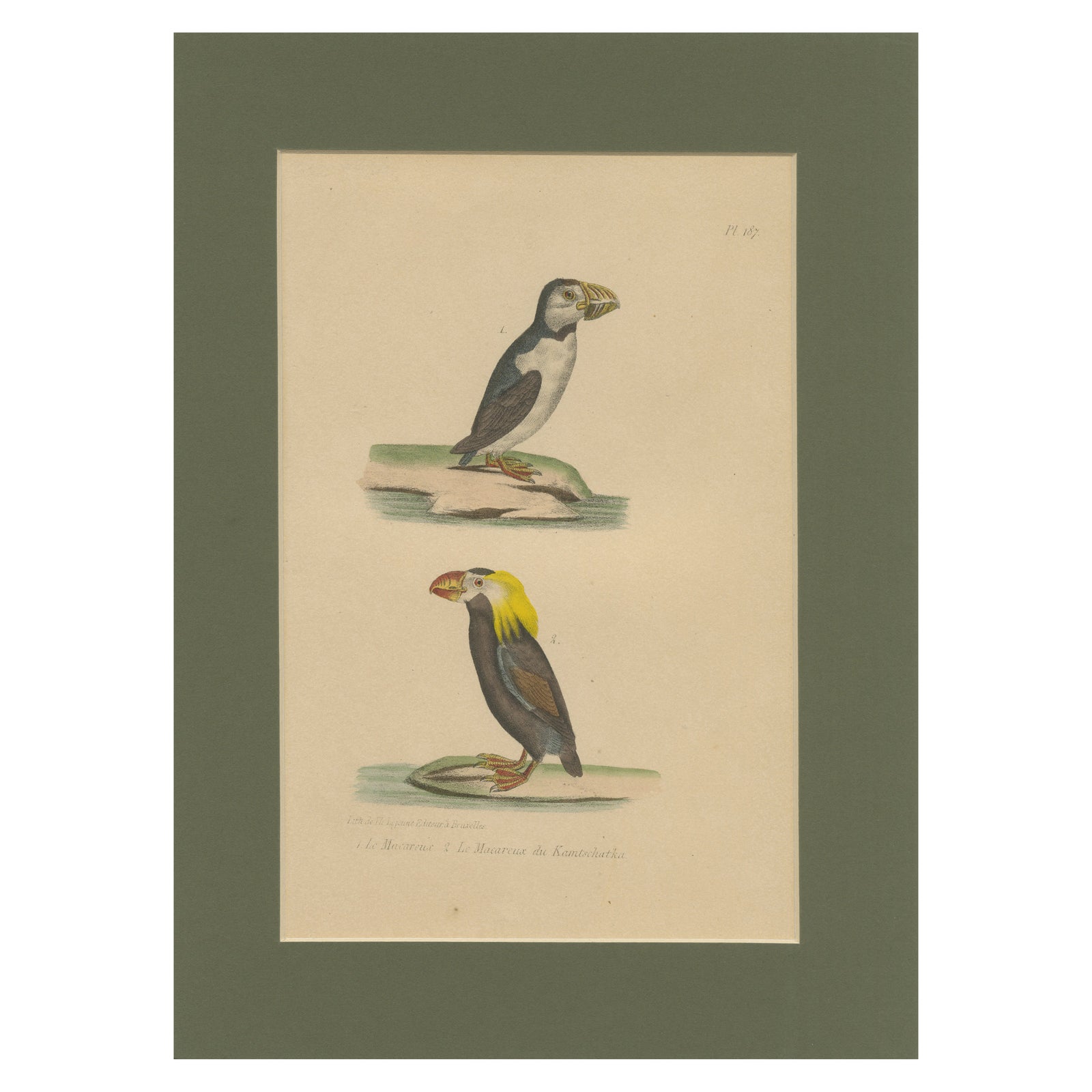 Atlantic Puffin & Tufted Puffin, Antique hand-coloured lithograph, c.1828