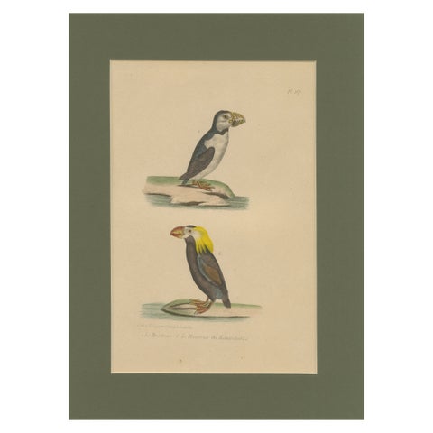 Atlantic Puffin & Tufted Puffin, Antique hand-coloured lithograph, c.1828