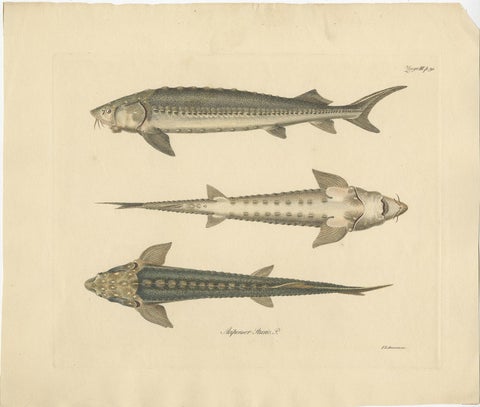 Print of the European Sea Sturgeon or the Atlantic or Common Sturgeon, ca.1860, view 2