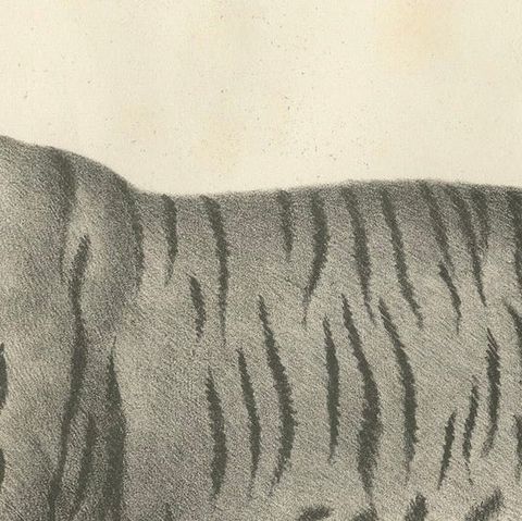 19th-Century Lithograph of the Majestic Striped or Royal Tiger, close-up 5