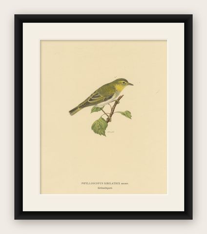 Melody in Green: Vintage Bird Print of The Wood Warbler by M. von Wright, 1927, shown framed