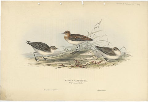 Antique Bird Print of the Little Sandpiper by Gould, 1832, view 2