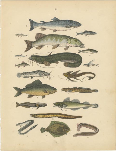 Freshwater Fish Print: Pike, Catfish, Eel, Trout, Antique 1867, view 2