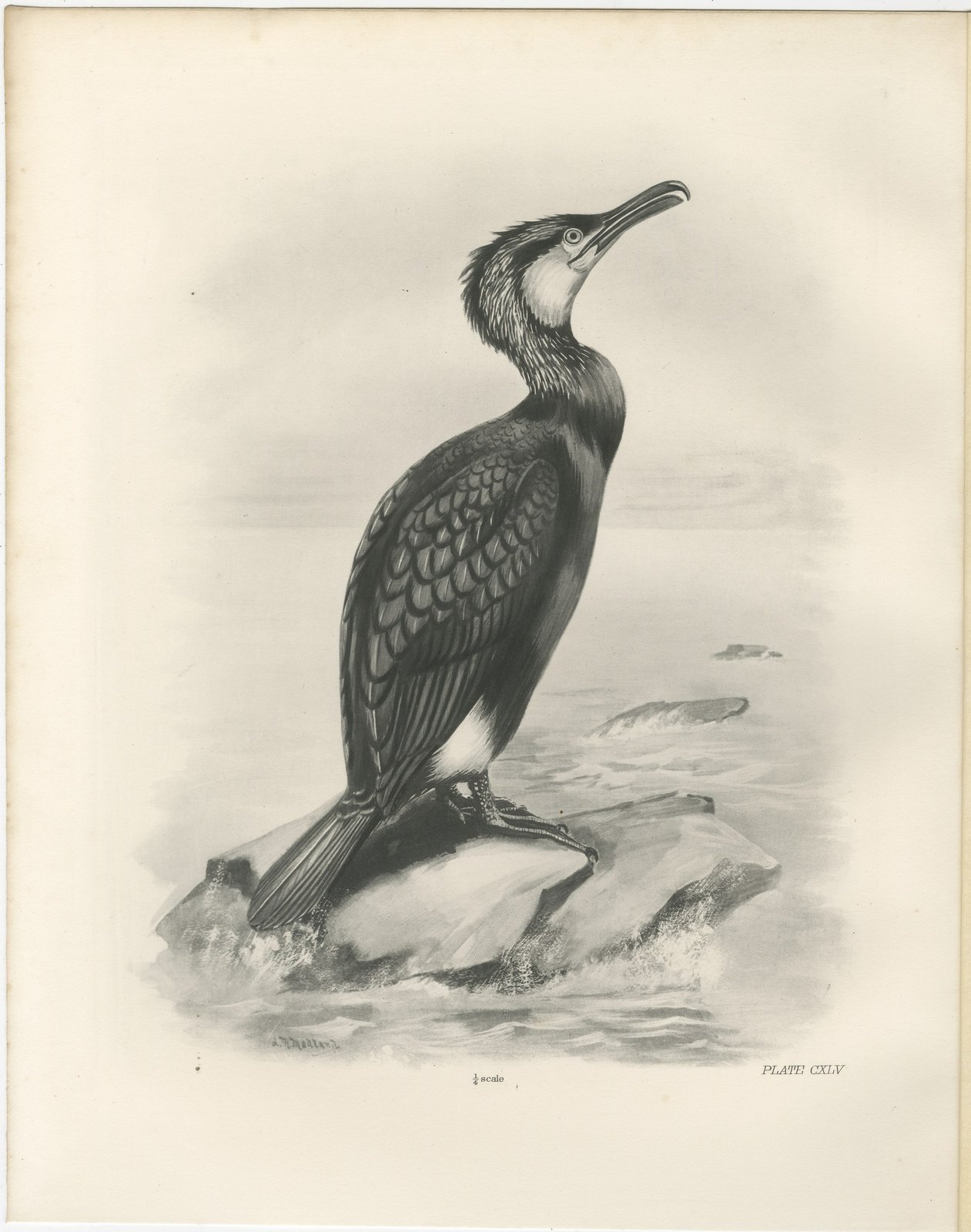 Great Cormorant, Antique Bird Print after Lilian Medland, circa 1909