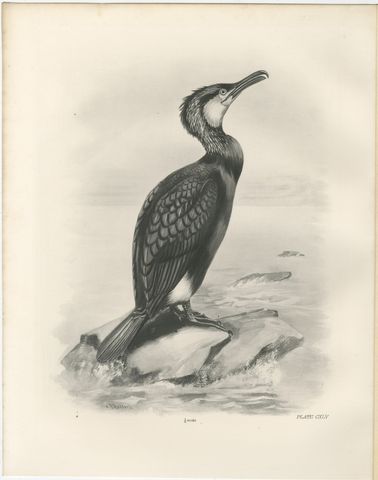 Great Cormorant, Antique Bird Print after Lilian Medland, circa 1909
