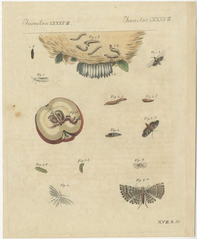 Fruit Moths with Caterpillar in a Cut Apple, Antique Bertuch Print, circa 1815, view 2