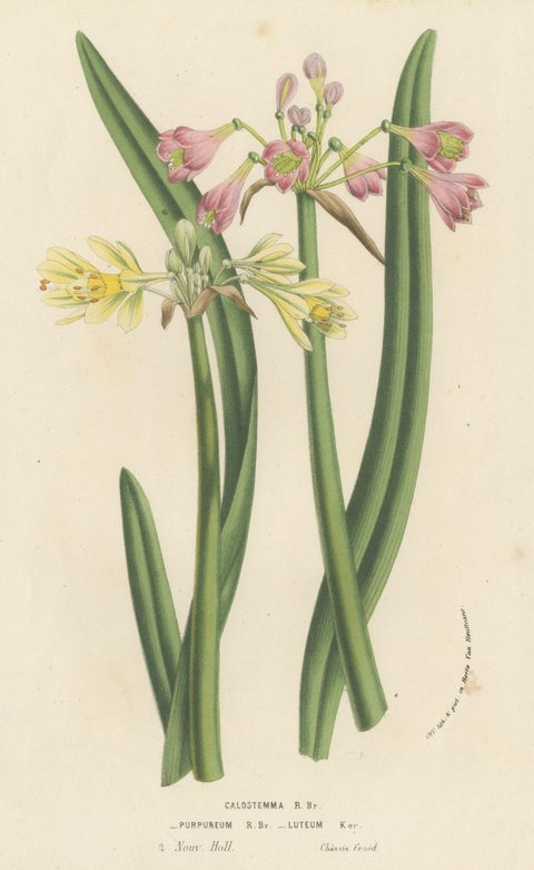 Antique Flower Lithograph of Purple and Yellow Wilcannia Lilies, 1856, view 3