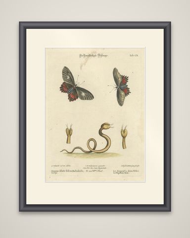 The Two-Headed Serpent and the Black Butterfly, 1749, shown framed