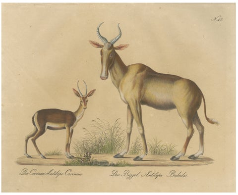 Antique Antelope Lithograph by Karl Joseph Brodtmann, 1816