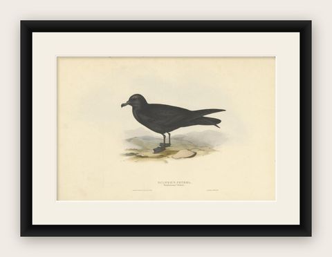 Antique Bird Print of the Bulwer's Petrel by Gould, 1832, shown framed