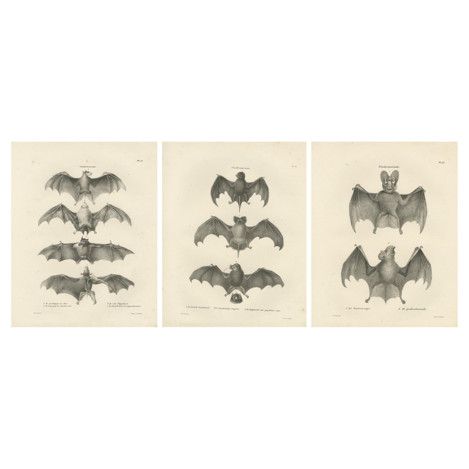 Anatomical Studies of Bats from 'The Mammals' Natural History Publication, 1836