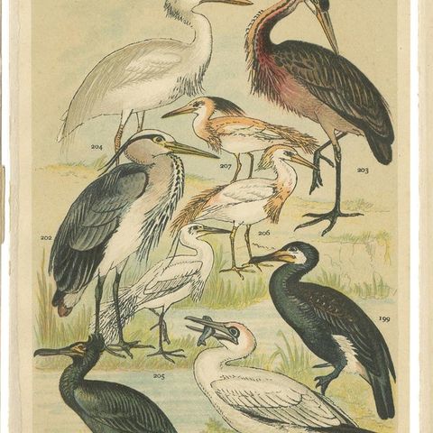 Set of 6 Antique Prints of various Waterfowl and Wading Birds by Gordon 'c.1900', close-up 1