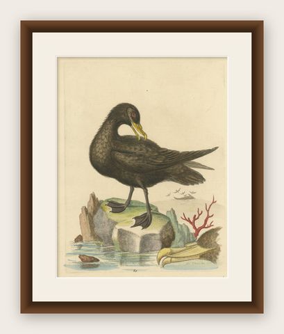 Antique Bird Print of the Great Black Petrel, shown framed