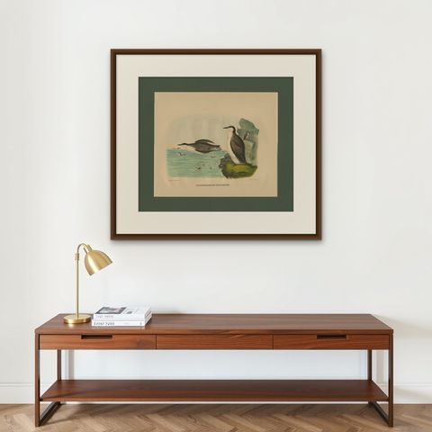 Antique Bird Print of Xantus's Murrlets Made after D.G. Elliot, 1869, shown framed on a wall