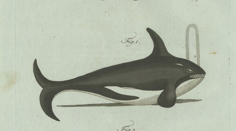 Original Antique Print of Orca, Whale and Dolphin by Bertuch, 1805, close-up 1