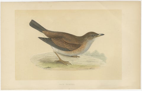 Set of 2 Antique Bird Prints of a Pale Thrush and Black-Throated Thrush, view 3