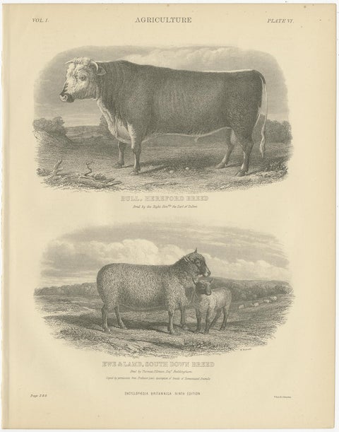 Set of 5 Antique Prints of Farm Animals Cow, Bull, Sheep, Pig, circa 1879, view 2