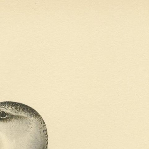 Antique Bird Print of the Guillemot 'Winter' by Von Wright '1929', close-up 1