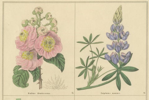 Antique Botanical Prints by B. Maund, Hand-Colored Pair, London c.1836, close-up 5