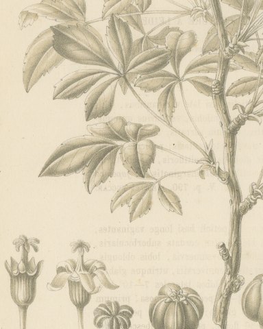 Aralia Pentaphylla Shrub with Flower and Fruit Details Lithograph, 1858, close-up 3