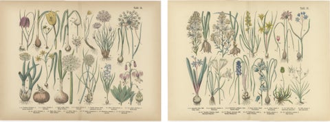 Antique German Botanical Atlas Plates, Tafel 15–16, Bulb Flowers, 1885, view 4
