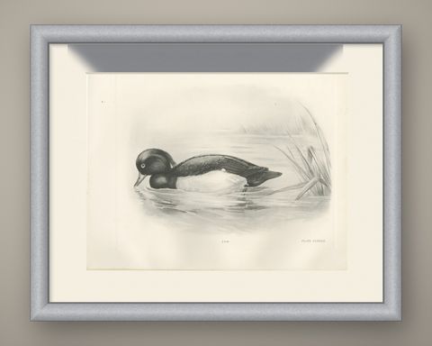 Tufted Duck, Antique Bird Print after Lilian Medland, circa 1909, shown framed