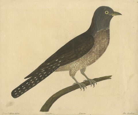 Antique Hand-Colored Engraving of The Cuckoo by Eleazar Albin, circa 1730, close-up 2