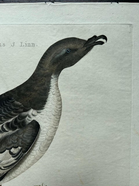 Manx Shearwater, Antique Seabird Engraving by Nozeman & Sepp, 1809, view 3