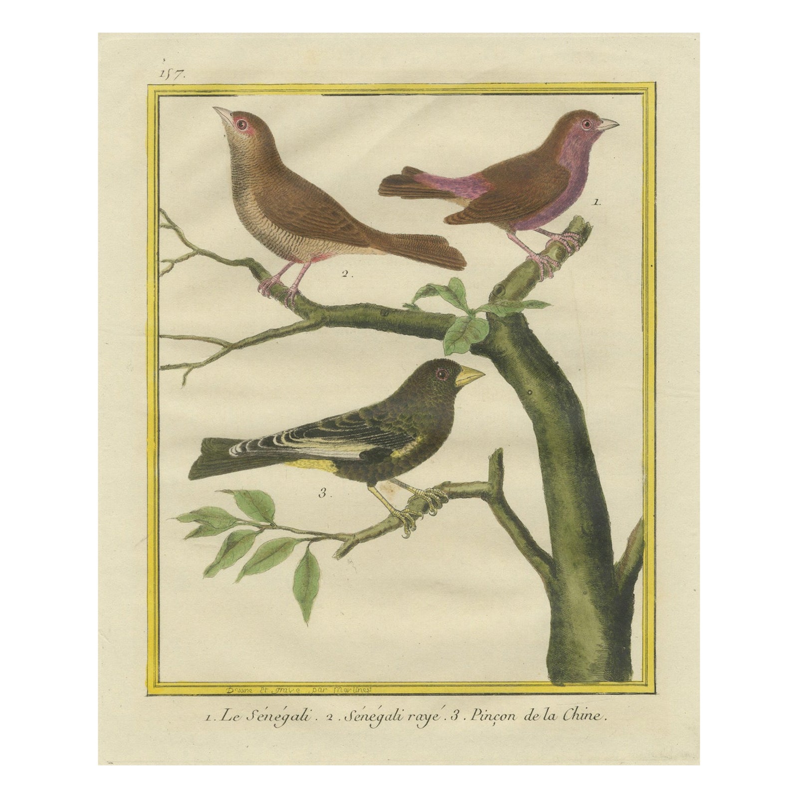 Exotic Birds of the World: A 1765-1780 Study by Martinet and Buffon