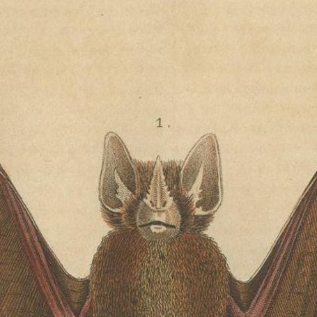 1845 Handcolored Bat Engraving: A Study of Chiroptera Diversity, close-up 1