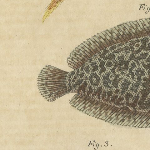 Five Soles and Flatfish, Antique Bertuch Print, circa 1815, close-up 6