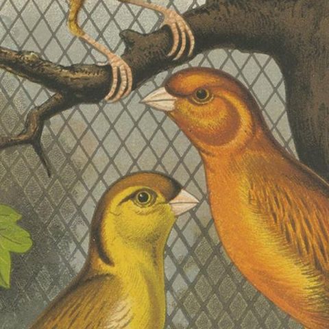 Antique Bird Print of the Cinnamon Canaries Norwic, Yellow Ordinary and Others, close-up 2