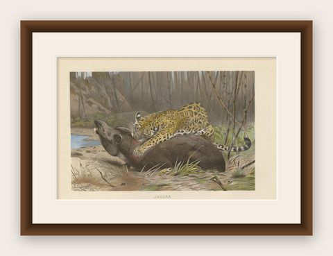 Antique Print of a Jaguar by Brehm, 'c.1890', shown framed